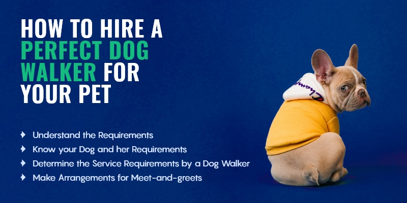 how to hire a perfect dog walker