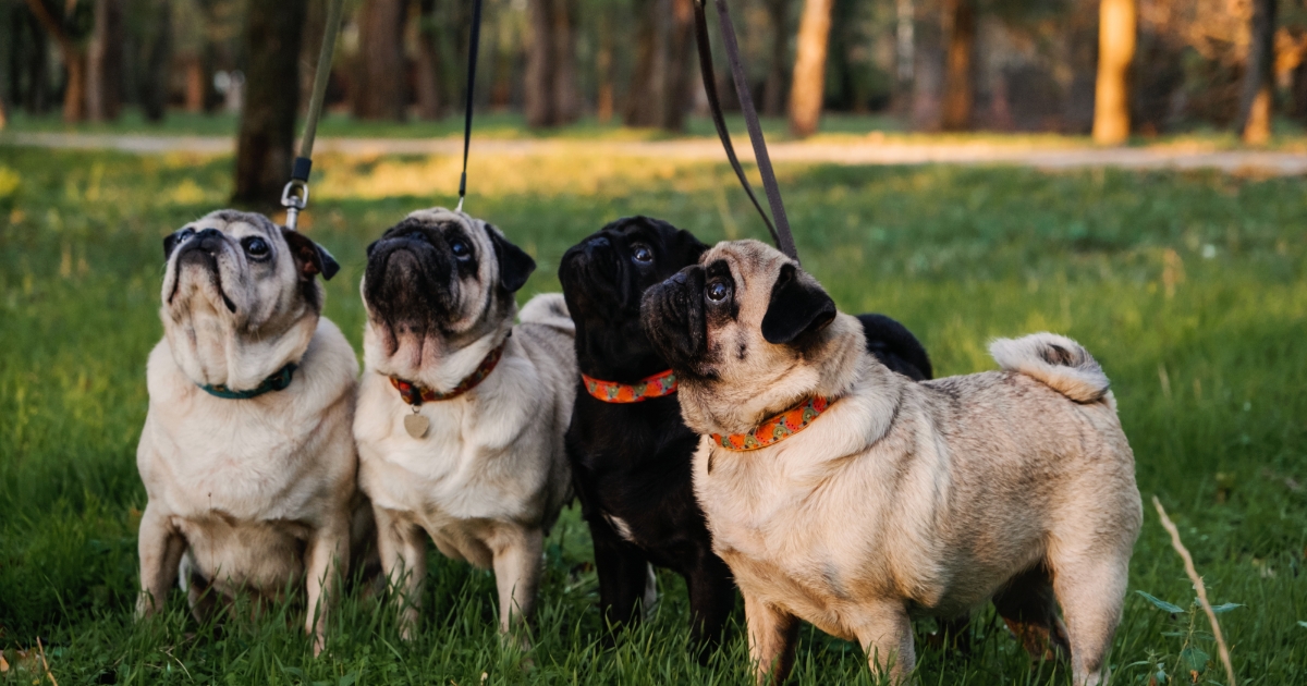 Dog walker