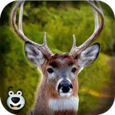 Deer Hunting in Forest