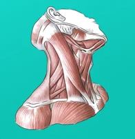 Easy Anatomy - Atlas & Quizzes
