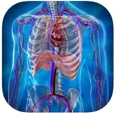Human Anatomy Position