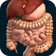ORGANS 3D (ANATOMY)