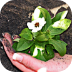 DIY Gardening Tips App Logo